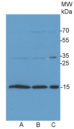 COXIIb/Algal Cytochrome oxidase subunit II b Antibody in Western Blot (WB)