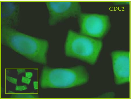 CDC2/Cell-division-cycle kinase 2 Antibody in Immunocytochemistry (ICC/IF)