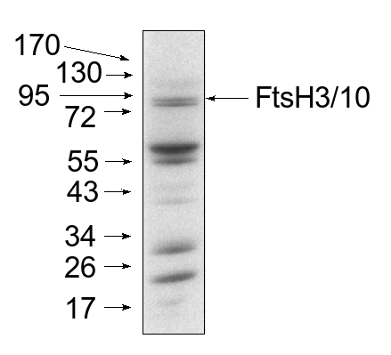 FtsH3+FtsH10/ATP-dependent zinc metalloprotease FtsH3+FtsH10 (mitochondrial) Antibody in Western Blot (WB)