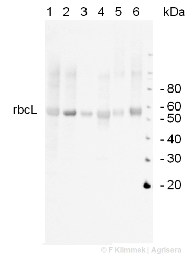 Rubisco/557 kDa hexadecamer Antibody in Western Blot (WB)