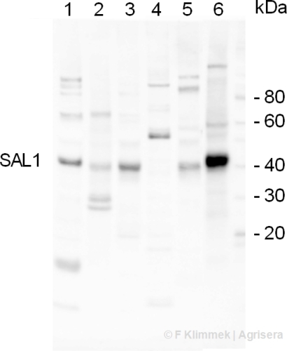 SAL1/Sal1 phosphatase Antibody in Western Blot (WB)