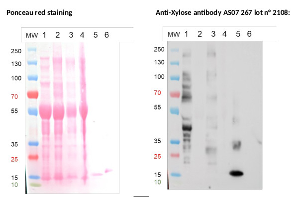 Xylose Antibody in Western Blot (WB)