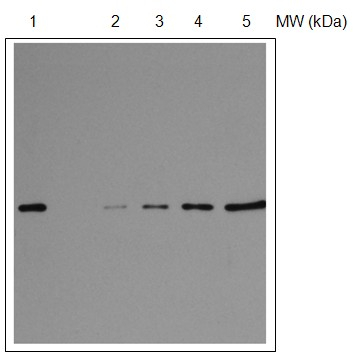 RPS1/30S ribosomal protein S1 Antibody in Western Blot (WB)