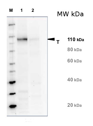 NR/Nitrate reductase, assimilatory Antibody in Western Blot (WB)