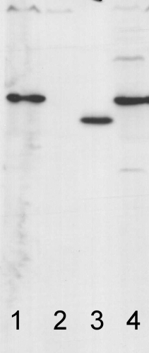 AtpC/Gamma subunit of ATP synthase (chloroplastic) Antibody in Western Blot (WB)