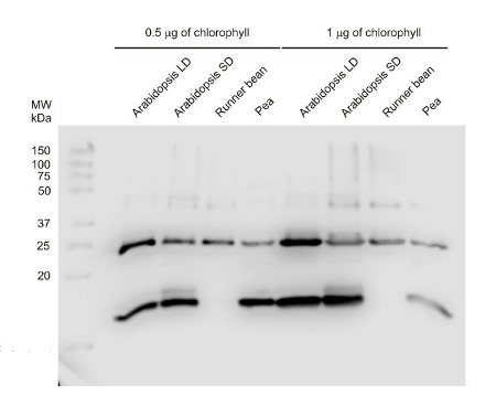 CURT1A/Curvature thylakoid 1A Antibody in Western Blot (WB)