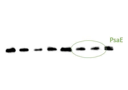 PsaE/PSI-E subunit of photosystem I Antibody in Western Blot (WB)