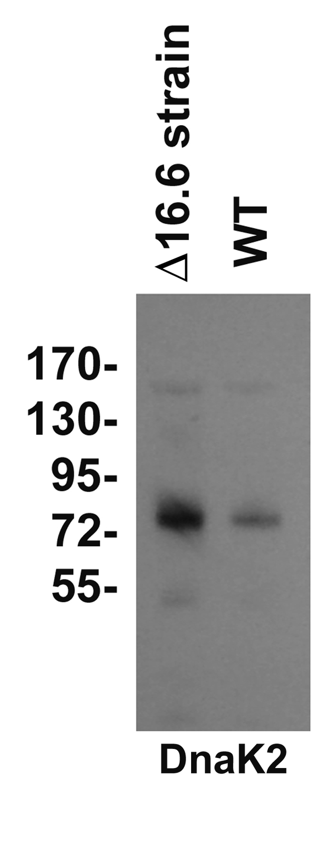 DnaK2/Heat shock protein 70-2 (HSP70-2) Antibody in Western Blot (WB)