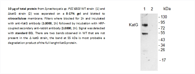 KatG/catalase peroxidase (HPI), cyanobacterial Antibody in Western Blot (WB)