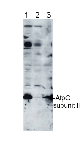 AtpG/ATPsynthase subunit II b (chloroplastic) Antibody in Western Blot (WB)
