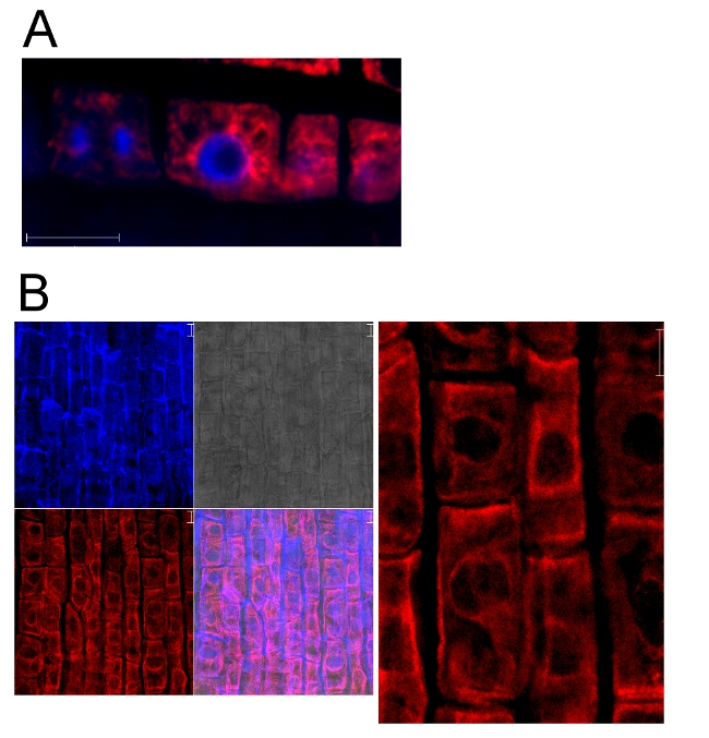 BiP/Lumenal-binding protein Antibody in Immunohistochemistry (PFA fixed) (IHC (PFA))