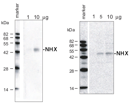 Na+/H+ antiporter, sodium/hydrogen exchanger Antibody in Western Blot (WB)