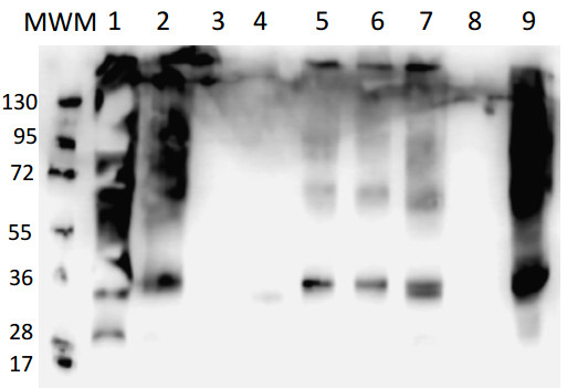 PIP (PIP1-1, PIP1-2, PIP1-3, PIP1-4, PIP-5)/Aquaporins Antibody in Western Blot (WB)