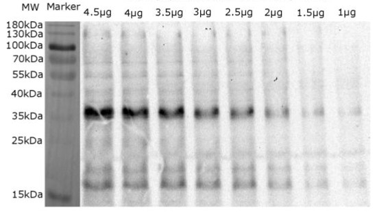 Lhcb4/CP29 (Lhcb4) homolog Antibody in Western Blot (WB)