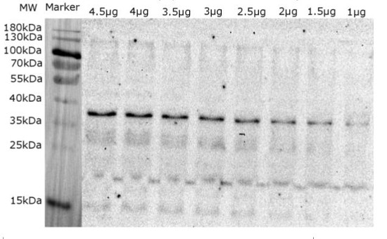 Lhcb5/CP26 (Lhcb5) homolog Antibody in Western Blot (WB)