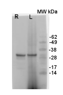 V-ATPase/Epsilon subunit of tonoplast H/ATPase Antibody in Western Blot (WB)
