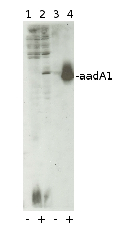 aadA1/Aminoglycoside adenyltransferase (chloroplast transformation marker) Antibody in Western Blot (WB)