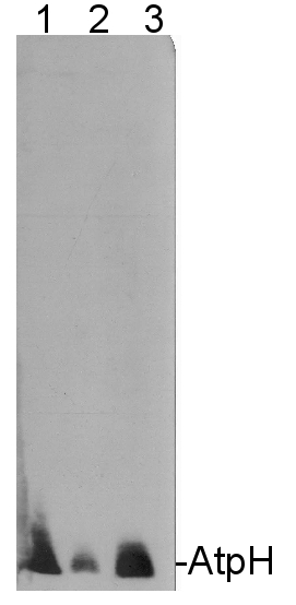AtpH/ATP synthase subunit c (chloroplastic) Antibody in Western Blot (WB)