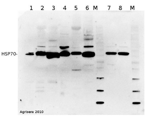 HSP70/HSC70/Heat shock protein 70 Antibody in Western Blot (WB)