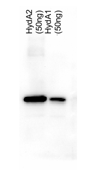 HydA2/Iron-hydrogenase HydA2 Antibody in Western Blot (WB)