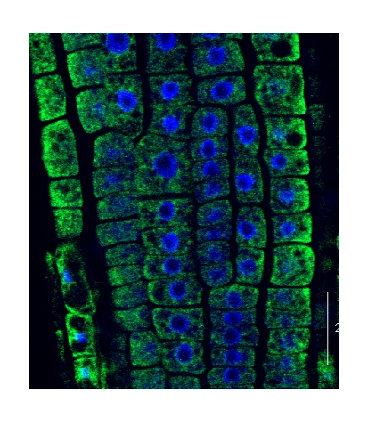 BiP/Lumenal-binding protein Antibody in Immunohistochemistry (PFA fixed) (IHC (PFA))