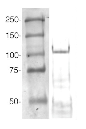 AGO4/Argonaute 4 Antibody in Western Blot (WB)