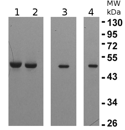 eEF1B-gamma1 and 2/elongation factor 1-gamma 1 and 2 Antibody in Western Blot (WB)