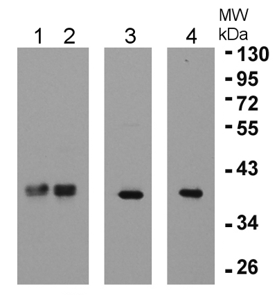 eEF1B-beta1 and 2/elongation factor 1-beta1 and 1-beta2 Antibody in Western Blot (WB)