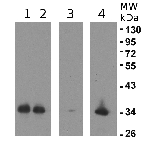 eEF1B-alpha2/elongation factor 1B-alpha 2 Antibody in Western Blot (WB)