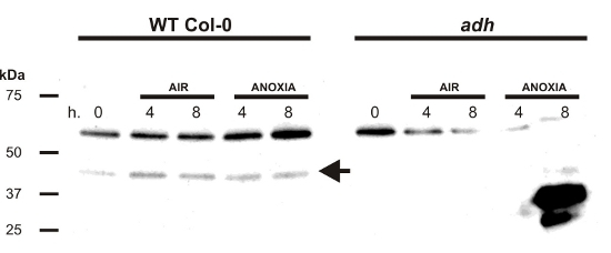 ADH/Alcohol dehydrogenase (hypoxia marker) Antibody in Western Blot (WB)