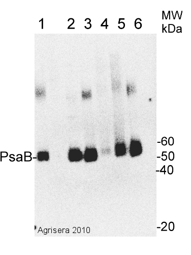 PsaB/PSI-B core subunit of photosystem I Antibody in Western Blot (WB)