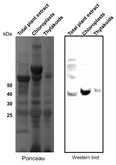Tic40/Inner envelope membrane translocon complex protein (chloroplast) Antibody in Western Blot (WB)