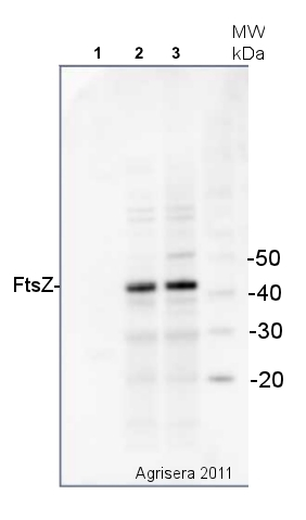 FtsZ/Procaryotic cell division GTPase Antibody in Western Blot (WB)