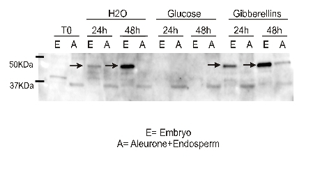 Ramy 3D/Alpha-amylase isozyme 3D Antibody in Western Blot (WB)
