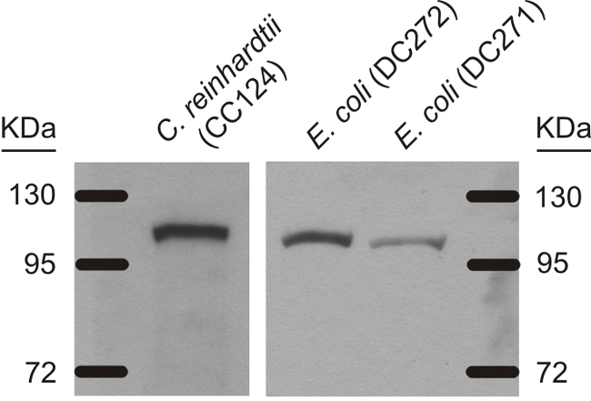 ADH/ALDH/Alcohol/acetaldehyde dehydrogenase Antibody in Western Blot (WB)