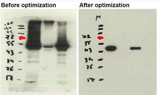 eEF1a/Elongation factor 1-alpha Antibody in Western Blot (WB)