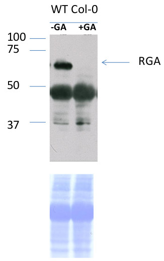 RGA/DELLA protein RGA Antibody in Western Blot (WB)