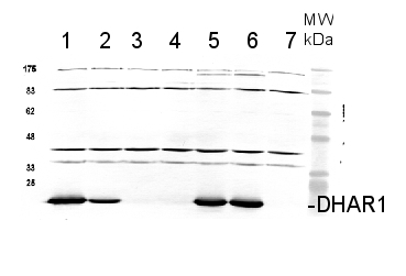 DHAR1/Dehydroascorbate Reductase 1 Antibody in Western Blot (WB)