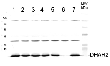DHAR2/Dehydroascorbate Reductase 2 Antibody in Western Blot (WB)