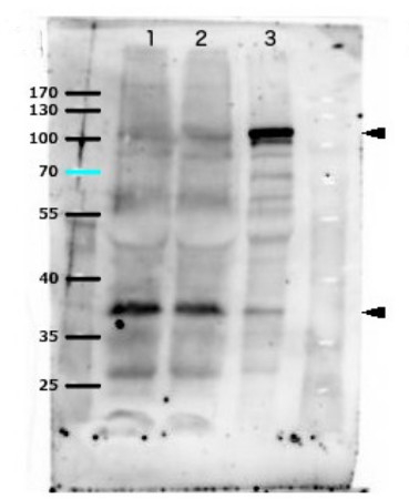 WUS/WUSCHEL protein Antibody in Western Blot (WB)