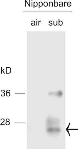 Sub1C/submergence-1C Antibody in Western Blot (WB)