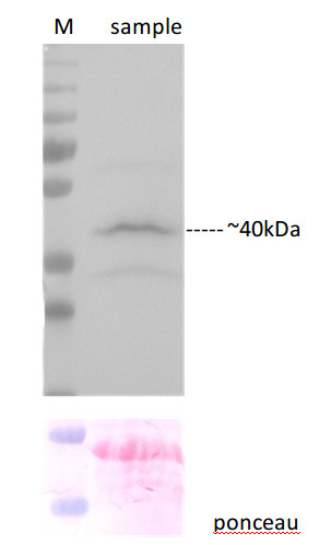 C-YFP/C-terminal of YFP Antibody in Western Blot (WB)