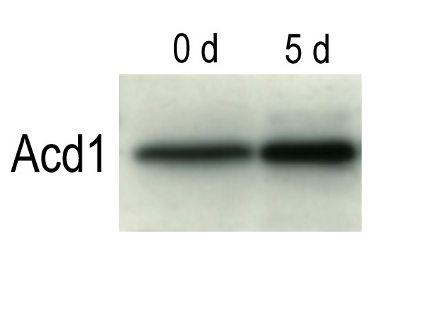 ACD1/Accelerated cell death 1 Antibody in Western Blot (WB)