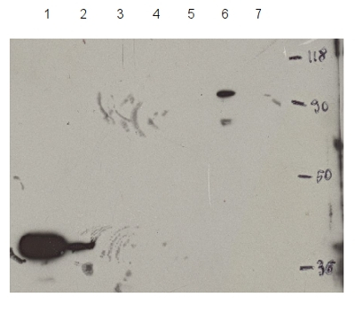 HDT1/Histone deacetylase Antibody in Western Blot (WB)