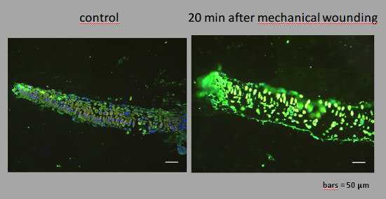 JA/Jasmonic acid Antibody in Immunocytochemistry (ICC/IF)