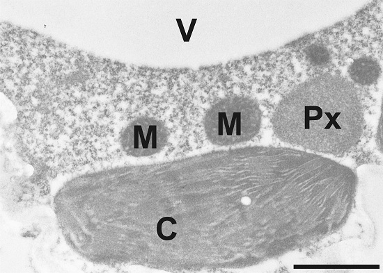 ACC/1-Aminocyclopropane-1-carboxylic acid Antibody in Immunocytochemistry (ICC/IF)