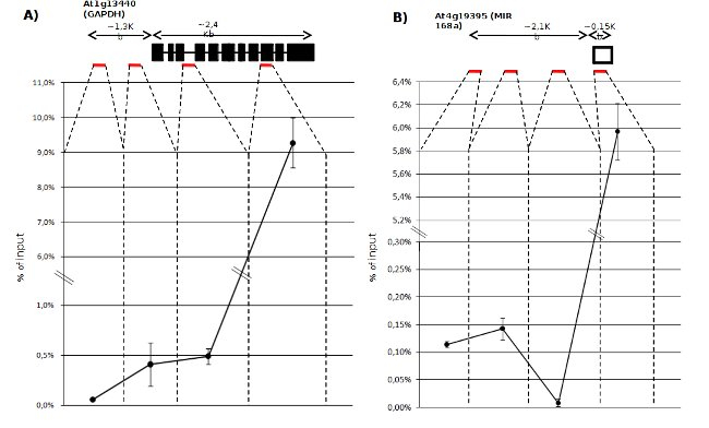 RPB1/RNA polymerase II subunit B1 Antibody in ChIP Assay (ChIP)