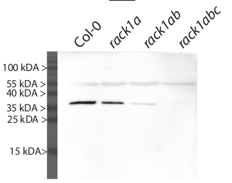 RACK1A/Receptor for activated C kinase 1A Antibody in Western Blot (WB)