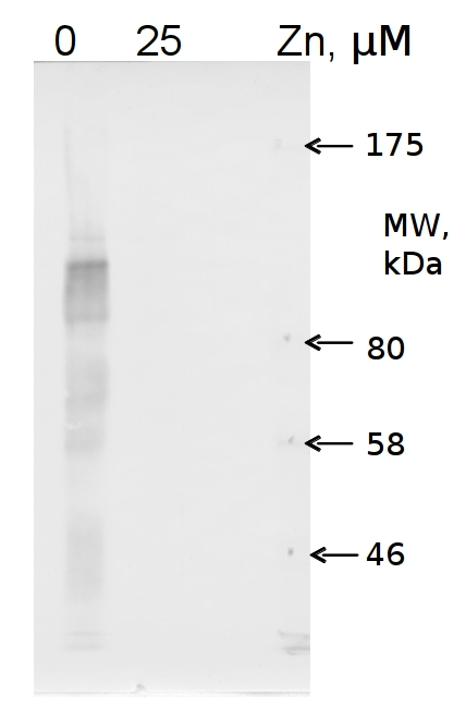 ZCP2/Zinc Chaperone Protein Antibody in Western Blot (WB)
