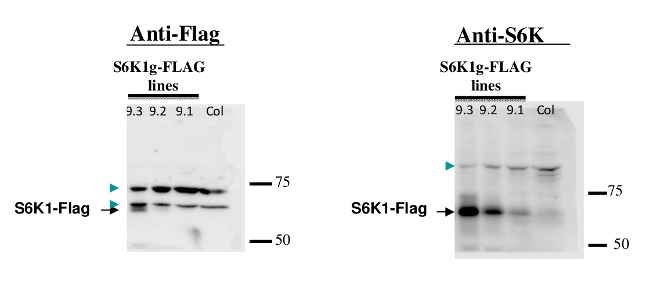 S6K1/2/Ribosomal S6 kinase 1/2 Antibody in Western Blot (WB)